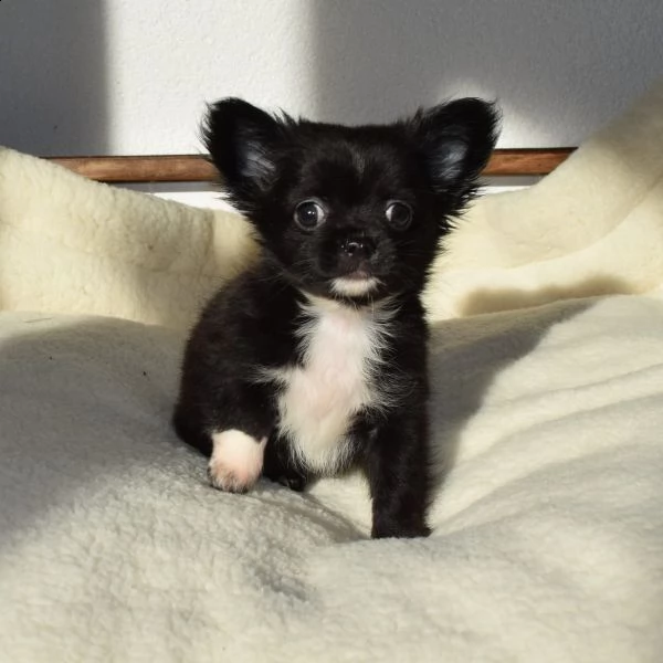 chihuaha maschio foto vere stupendo toy