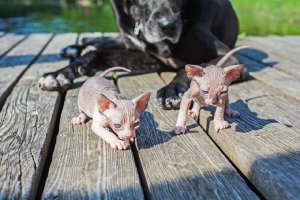 cuccioli sphynx,elf,bambino