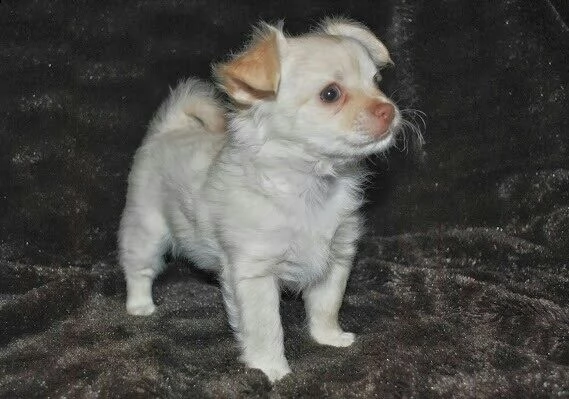 femmina chiahuahua toy bianco
