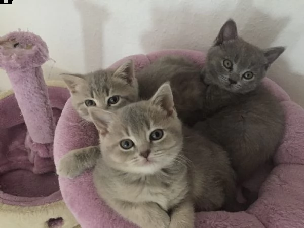 cucciole di british shorthair | Foto 1