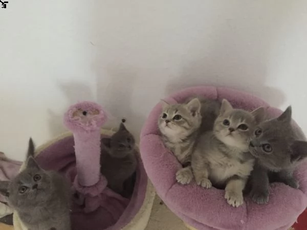 cucciole di british shorthair | Foto 0