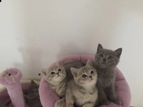cucciole di british shorthair