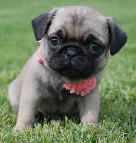 cuccioli di carlino