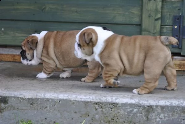 bulldog inglese