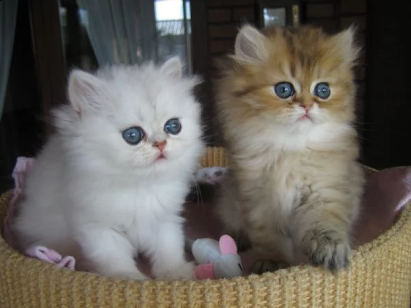 meravigliosi persiani occhioni azzurri