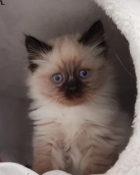 splendido ragdoll simil | Foto 0