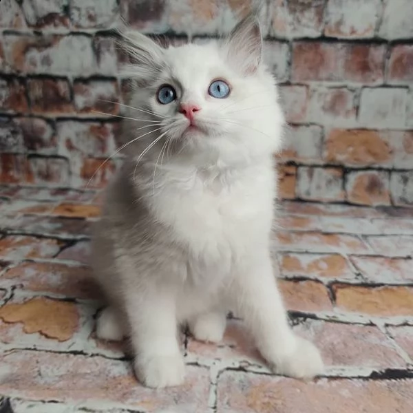 ragdoll cuccioli | Foto 1