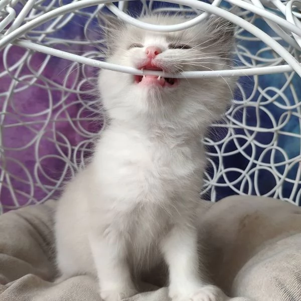 ragdoll cuccioli | Foto 0