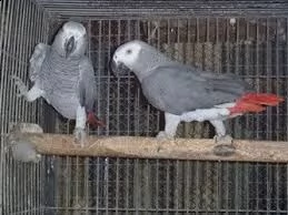 regalo  parlando pappagalli a disposizione | Foto 0