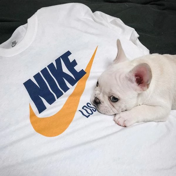 bulldog francese cuccioli | Foto 0