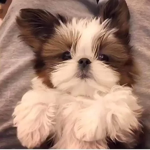 regalo shih-tzu  toy | Foto 0