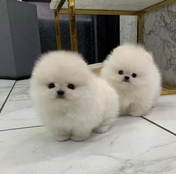 cuccioli spitz nano pomerania toy | Foto 0