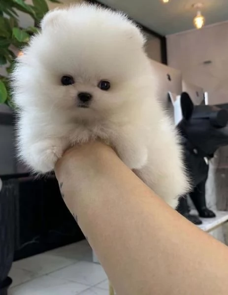 cuccioli spitz nano pomerania toy