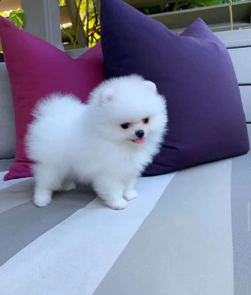 disponibili cuccioli  di spitz pomerania | Foto 0