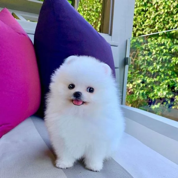 disponibili cuccioli  di spitz pomerania