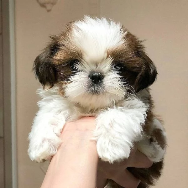   regalo shih-tzu  toy | Foto 0