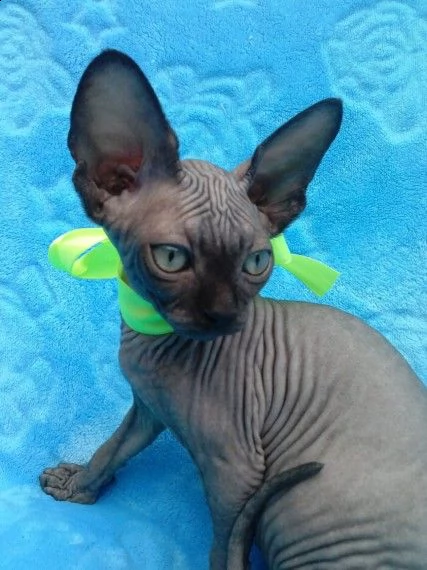 adozione// canadian sphynx di razza pura | Foto 1