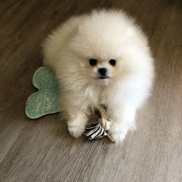 cucciolo di pomerania di razza per regalo