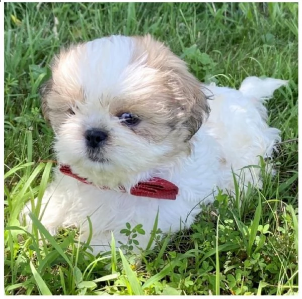  %% 6 shih tzu | Foto 0