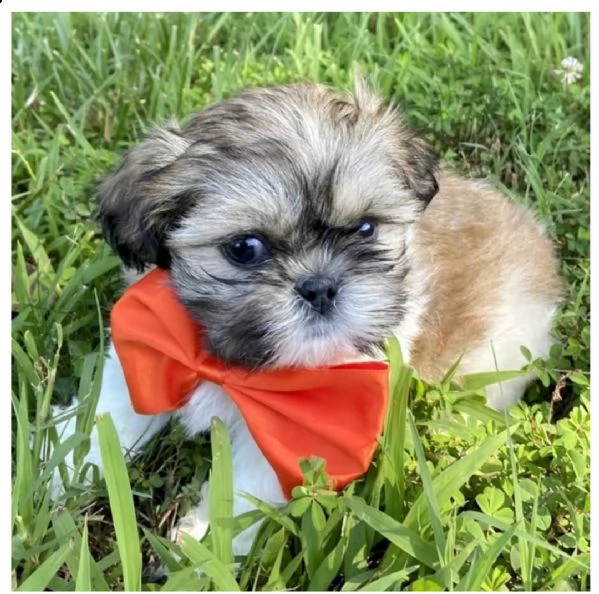 cachorros hih tzu disponibles ahora cachorros shih tzu | Foto 1