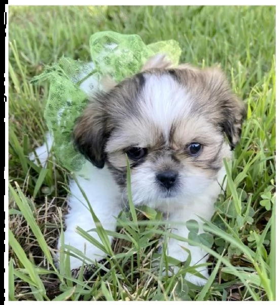 cachorros hih tzu disponibles ahora cachorros shih tzu | Foto 0