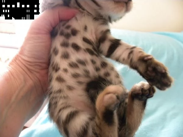 disponibili sono gattini bengala di razza pura
