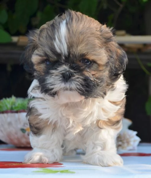 cuccioli di shitzu | Foto 0