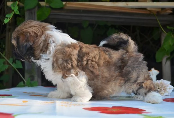 cuccioli di shitzu