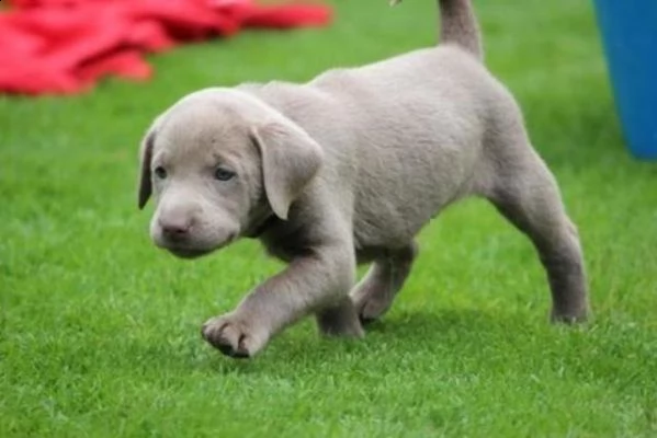cuccioli di labrador
