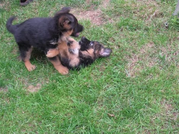 cuccioli pastore tedesco