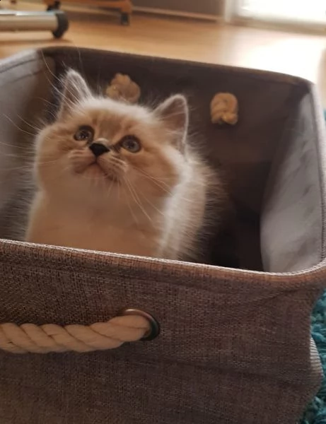 cuccioli siberiani ipoallergenici