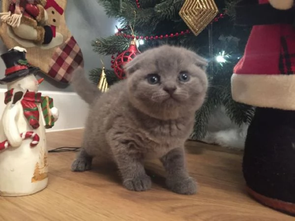 scottish fold femmina
