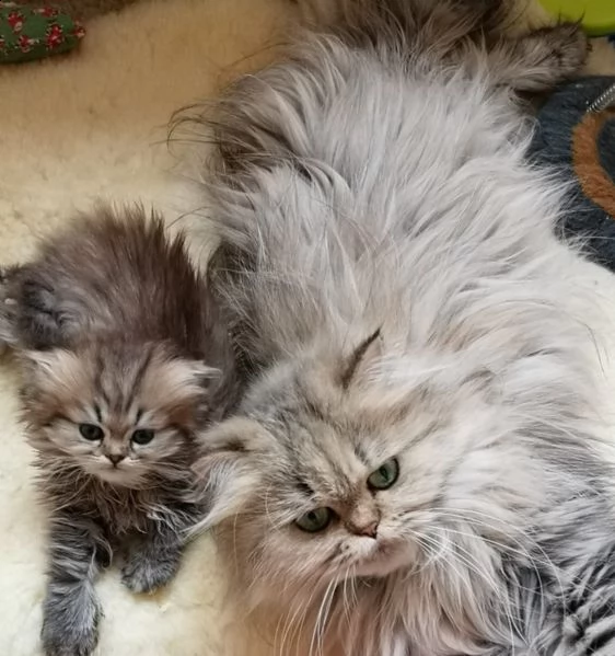 cucciolo gatto persiano