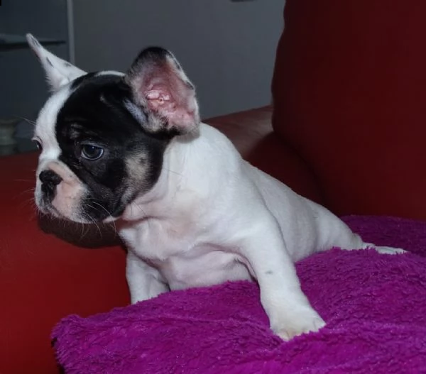 cuccioli di bulldog francesi