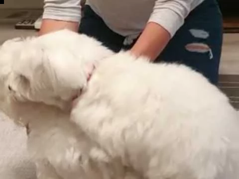 bellissimo cucciolo maltese per regalo
