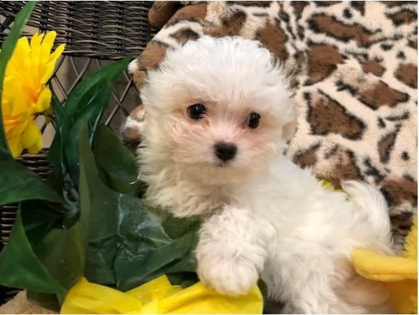 bellissimo pomerania e barboncino per regalo | Foto 1
