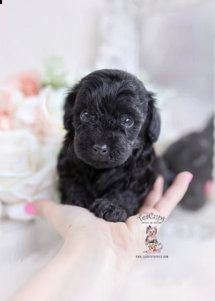 bellissimo cucciolo di barboncino per regalo