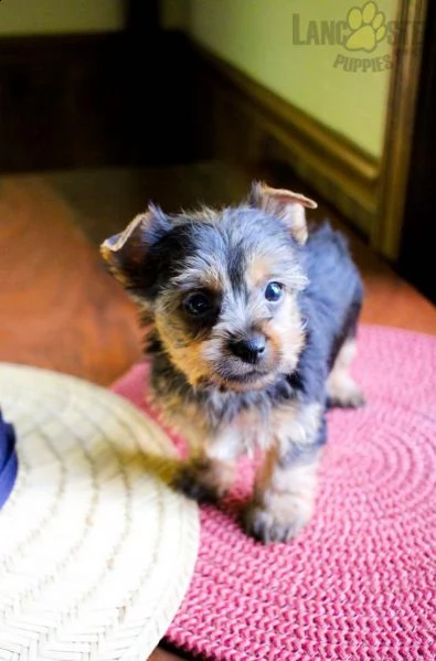 cucciolo di yorkshire di 2 mesi per regalo