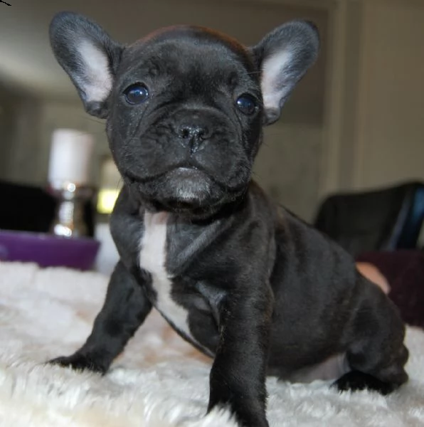 regalo quattro cuccioli di bulldog francese disponibili