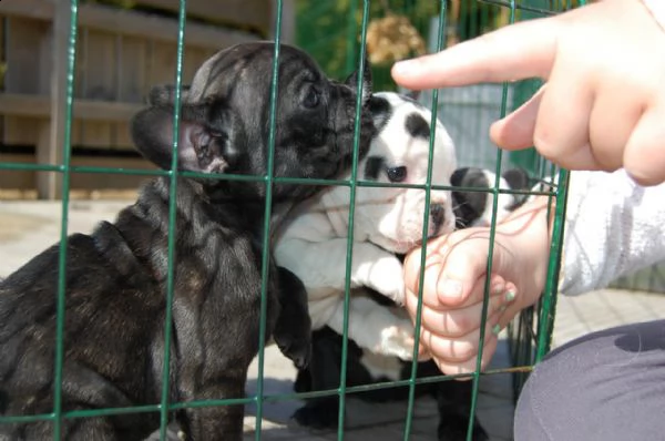 regalo quattro cuccioli di bulldog francese disponibili | Foto 0