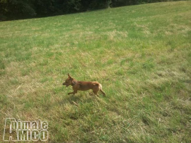bellissimo maschio di pinscher in cerca di compagnia