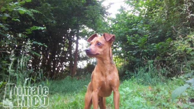 bellissimo maschio di pinscher in cerca di compagnia | Foto 3
