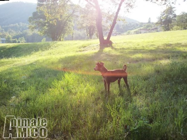 bellissimo maschio di pinscher in cerca di compagnia | Foto 2