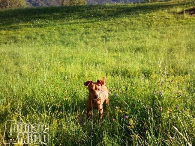 bellissimo maschio di pinscher in cerca di compagnia | Foto 1