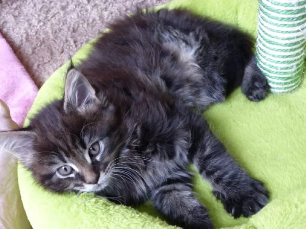 cuccioli di maine coon