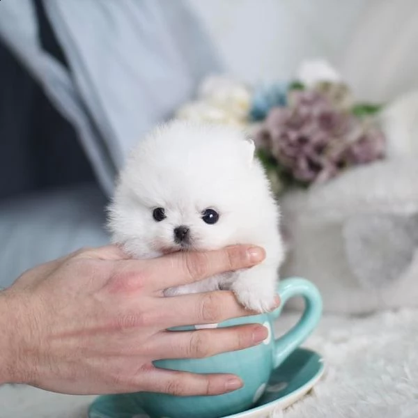 cucciolo di pomerania di razza per regalo | Foto 0