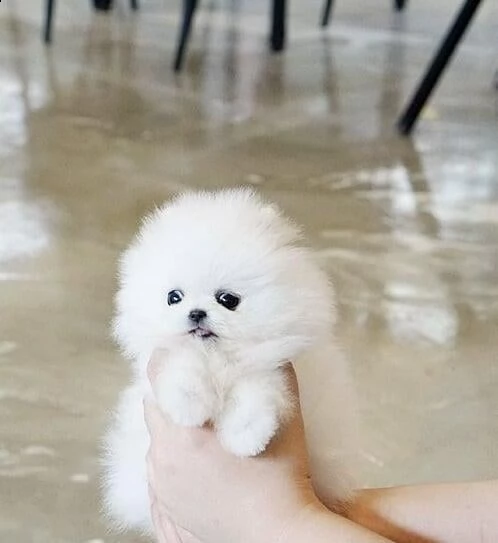 cucciolo di pomerania per regalo