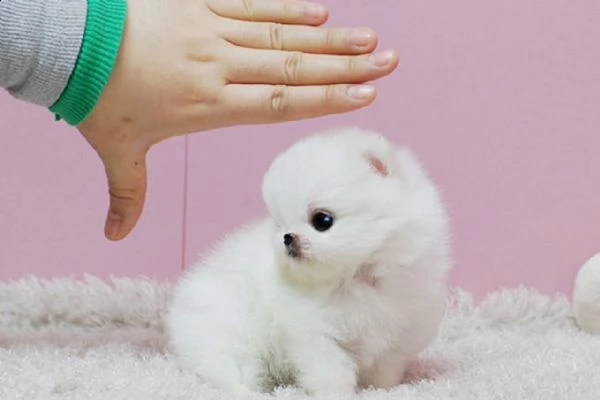 cucciolo di pomerania di 2 mesi per regalo | Foto 0