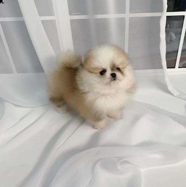  adorabile cucciolo pomeranian per regalo..... | Foto 0