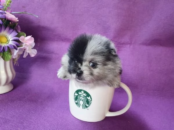  cuccioli di razza pomerania il cucciolo davvero stupendo ha un mantello morbido e lussuoso, zampe s